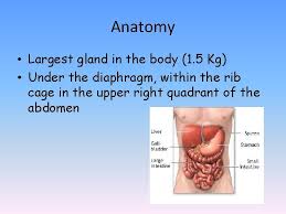 Check spelling or type a new query. Liver Anatomy Functions Pavle Pei Tukuljac Mentor A