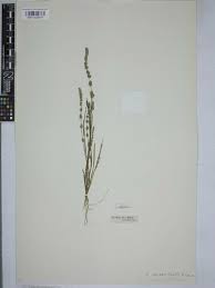 Image result for Elytrophorus spicatus