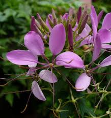 Image result for Cleome hirta