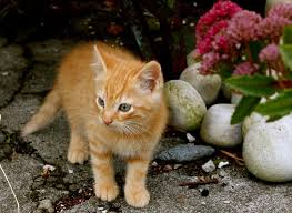 Kitten Yellow Kittens Kitten Yellow Cat