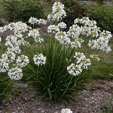 Agapanthus Galaxy White Lily Of The Nile Agapanthus White Agapanthus Flowers That Attract Hummingbirds