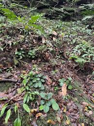 Image result for Streptocarpus milanjianus