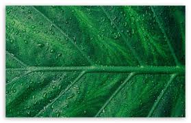 Imagem de green and plants plant leaves aesthetic desktop wallpaper plants. Aesthetic Green Wallpaper Desktop Largest Wallpaper Portal