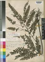 Image result for Adiantum vogelii