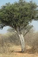 Image result for Boscia foetida