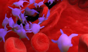 প ল টল টস ক What Is Platelets Meaning In Bengali In 2020 Platelets This Or That Questions Meant To Be