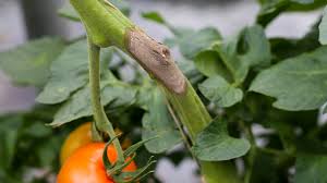 Image result for tomato seedling botrytis