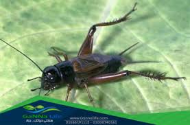 آفات الملابس والسجاد جنة لايف لمكافحة الحشرات و اللاند سكيب