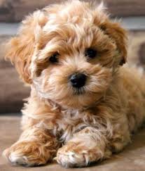 Maltipoo How About Watson Cute Baby Animals Cute Puppies Cute Dogs