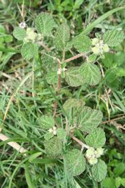 Image result for Chrozophora