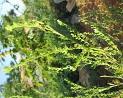 Image result for Heliotropium zeylanicum