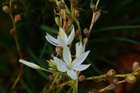 Image result for Hesperantha