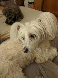 The powderpuff and the hairless. Pond The Chinese Crested Powderpuff Would Like To Address The Severe Underrepresentation Of Her Breed Rarepuppers
