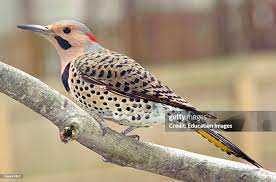 Image result for Colaptes auratus