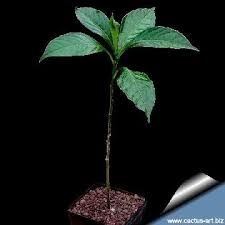 Image result for Adansonia digitata