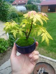 Acer palmatum 'orange dream' is a beautiful golden. Acer Palmatum Orange Dream I Bought As A Nursery Stock For 0 50 Last Autumn Bonsai
