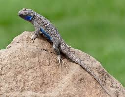 Image result for Bothriocline ruwenzoriensis