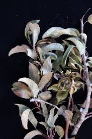 Image result for Pycreus pauper