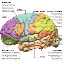 Pin On Head And Neck Anatomy