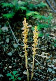 Image result for Struthiola rhodesiana