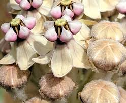 Image result for Acacia eriocarpa