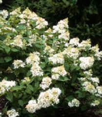 We did not find results for: Flowering Shrubs For The Summer Garden Canadale Garden Centre St Thomas Nursery London