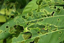 Why Your Garden Won T Grow Terminix