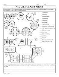 Continue with more related ideas as follows meiosis and mitosis worksheet answers, cut and paste meiosis worksheet answers and prokaryotic and eukaryotic cells worksheet answers. Animal And Plant Cell Mitosis Biology Homework Worksheet Tpt