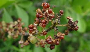 Image result for Gymnosporia senegalensis