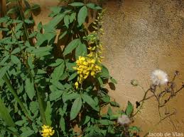 Image result for Crotalaria trichotoma