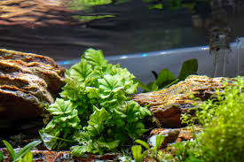 Image result for Cardamine obliqua