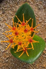 Image result for Sphenostylis marginata