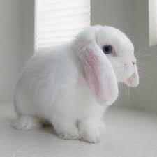 Verycutepets 228.445 views7 years ago. My Bb Bunny Booboo The Pure Bred Blue Eyed White Baby