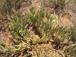 Image result for Cyphostemma hereroense