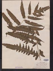 Image result for Blotiella currorii