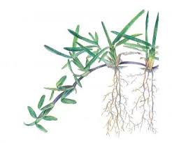 Quick grass or couch grass. 5 Common Grass Varieties Lawn Solutions Australia