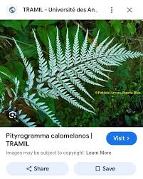 Image result for Pityrogramma calomelanos