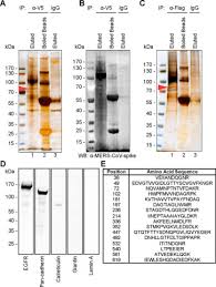 Middle East Respiratory Syndrome Coronavirus And Bat Coronavirus Hku9 Both Can Utilize Grp78 For Attachment Onto Host Cells Journal Of Biological Chemistry