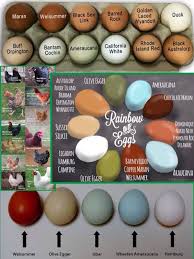 Chicken Breed Egg Color Chart Chickens Backyard