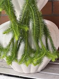 Image result for Huperzia verticillata