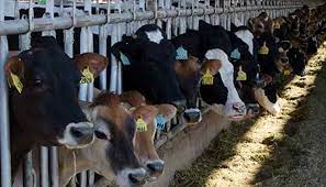 Jersey show cow card holder copper desk accessory jersey dairy cow gifts for dairy show cow jersey milk cows. Most Dairy Cows Are Black White Or Brown