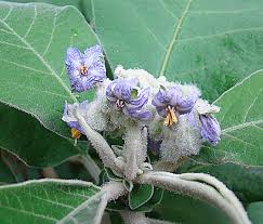 Image result for Solanum mauritianum