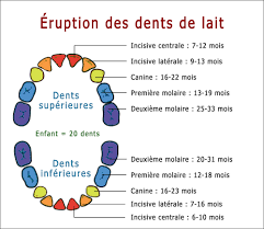 Dans quel ordre poussent les dents de lait ? A Quel Age Les Dents Font Leur Eruption