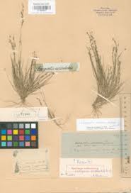 Image result for Eragrostis gummiflua