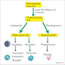 White Blood Cell Part 1 Total Leukocytes Count Procedure
