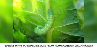 How to keep insects out of garden naturally. 10 Best Ways To Repel Insects From Home Garden Organically