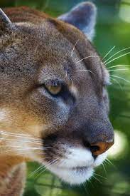 pin by dorothy huffman on felinos beautiful cats most beautiful animals feline