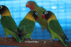 Owned and operated by the same local family for over 30 years. Masked Lovebird For Sale Sydney Birdsville