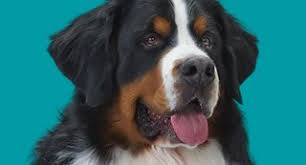 This happens due to an insufficient amount of oxygen. Red Eyes In Dogs Banfield Pet Hospital