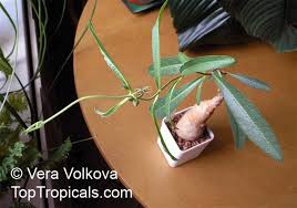 Image result for Raphionacme lanceolata